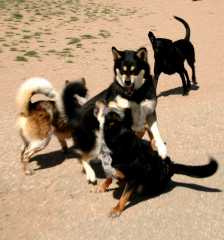 20060423Dogs7017