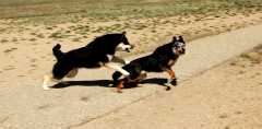 20060423Dogs7023