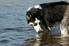 20060423Dogs7087