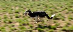 20060423Dogs7096
