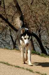 20060423Dogs7228