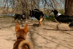 20060423Dogs7273