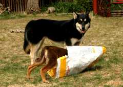 20060424Dogs7339
