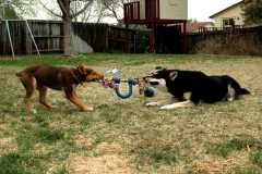 20060424Dogs7373