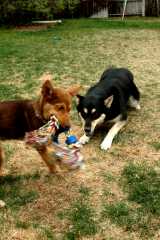 20060424Dogs7394