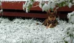 20060426Dogs7433