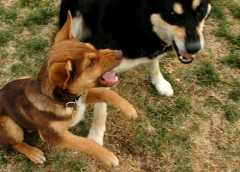 20060426Dogs7527