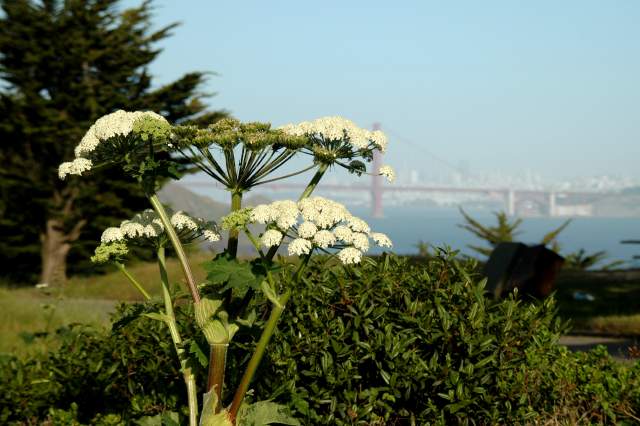 20060511SanFran8993