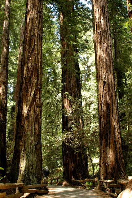20060514MuirWoods137