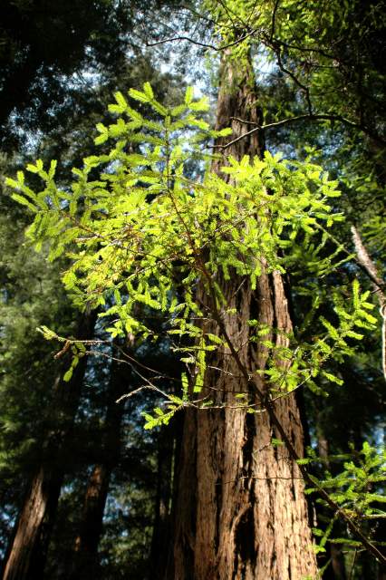 20060514MuirWoods9183