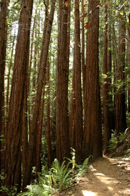 20060514MuirWoods9272