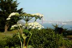 20060511SanFran8993