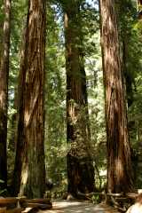 20060514MuirWoods137