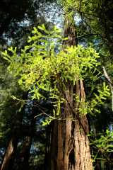 20060514MuirWoods9183