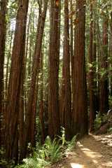 20060514MuirWoods9272
