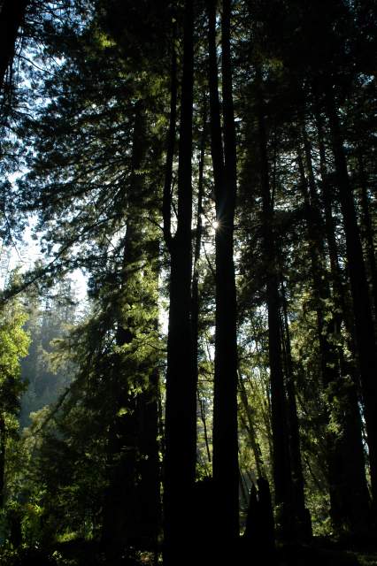 20060516Redwoods9646