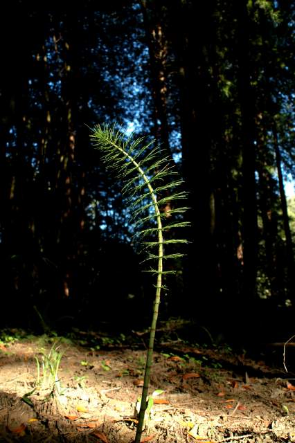 20060516Redwoods9671