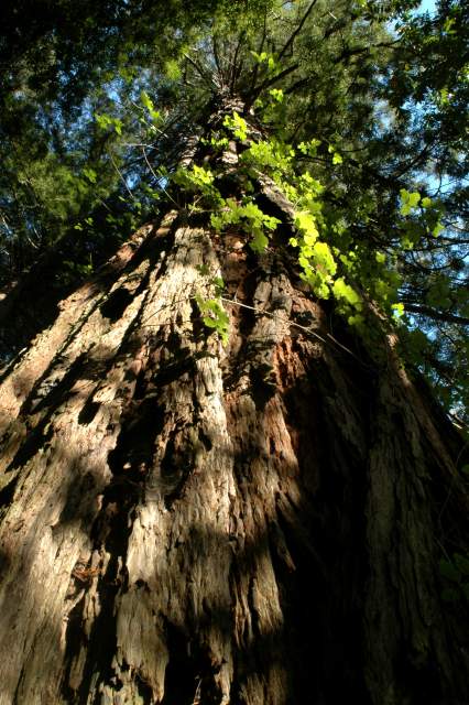 20060516Redwoods9681