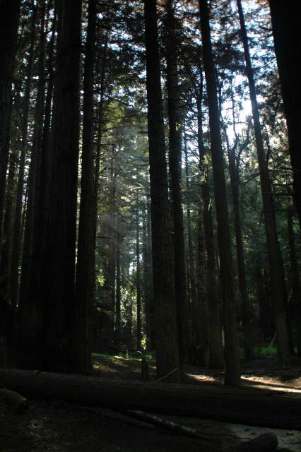 20060516Redwoods9723