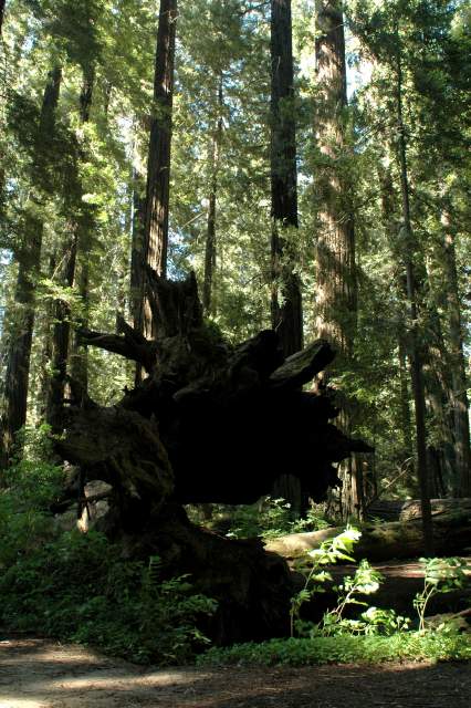 20060517Redwoods0033