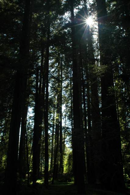 20060517Redwoods0045