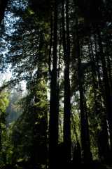 20060516Redwoods9646