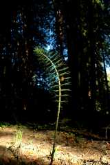 20060516Redwoods9671