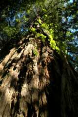 20060516Redwoods9681