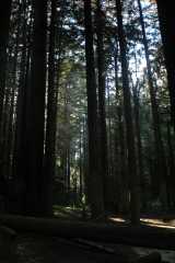 20060516Redwoods9723