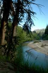 20060516Redwoods9734