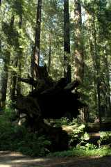 20060517Redwoods0033