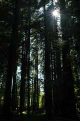 20060517Redwoods0045
