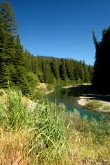 20060517Redwoods0066