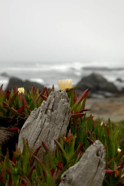 20060517Redwoods9850