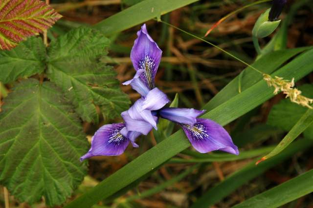 20060517Redwoods9861
