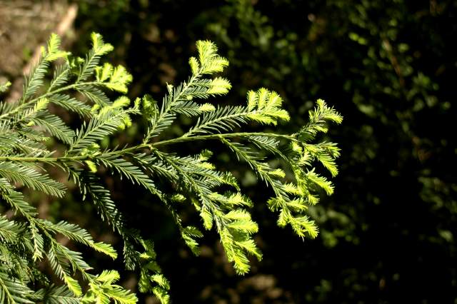 20060517Redwoods9935