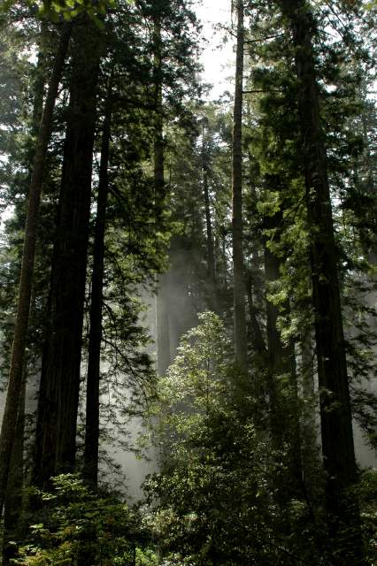 20060518Redwoods0220