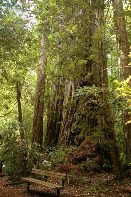 20060518Redwoods0304