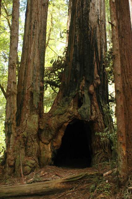 20060518Redwoods0311