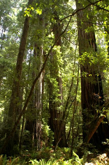 20060518Redwoods0320
