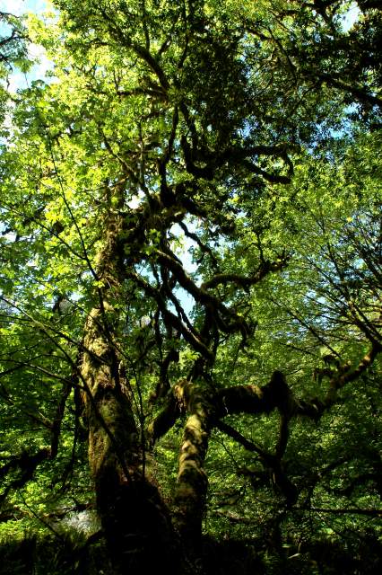 20060518Redwoods0326