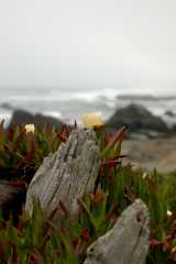 20060517Redwoods9850