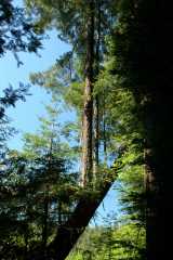 20060517Redwoods9931
