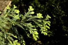 20060517Redwoods9935