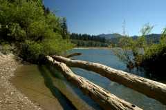 20060517Redwoods9976