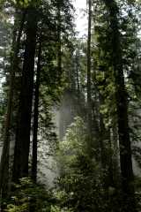 20060518Redwoods0220