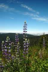20060518Redwoods0248