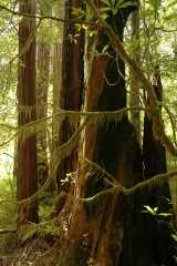 20060518Redwoods0286