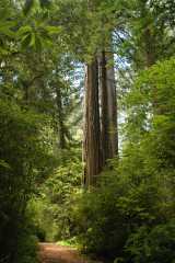 20060518Redwoods0301