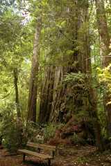 20060518Redwoods0304